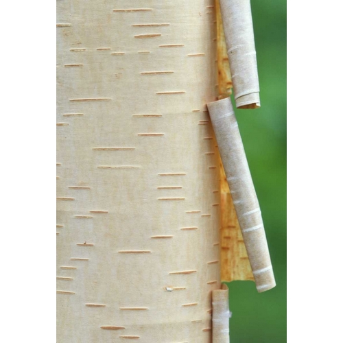 Canada, Quebec Peeling bark on paper birch tree